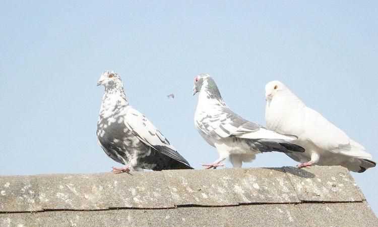 貓頭鷹、鵝、大燕、老鷹、鴿子哪些是既會飛又會游泳的動物
