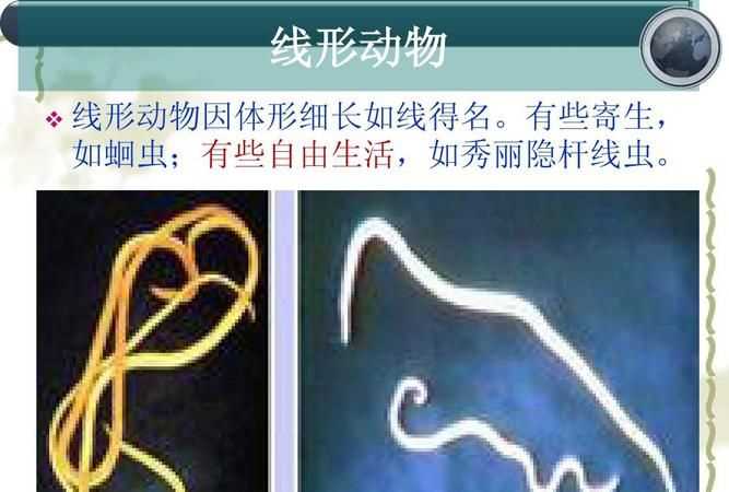 線(xiàn)形動(dòng)物的特征生活習性呢
