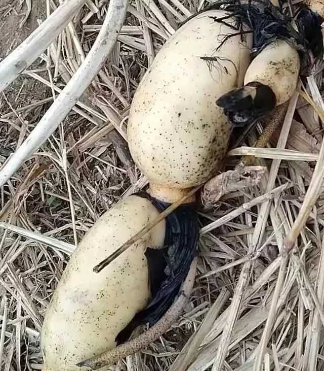 藕洞里有黑膜能吃嗎，藕空洞中間是黑的怎么處理？圖2