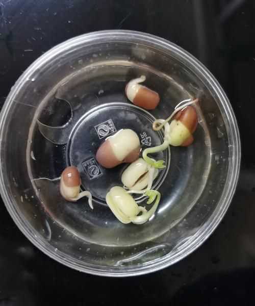 紅豆剛長了一點芽還能吃嗎