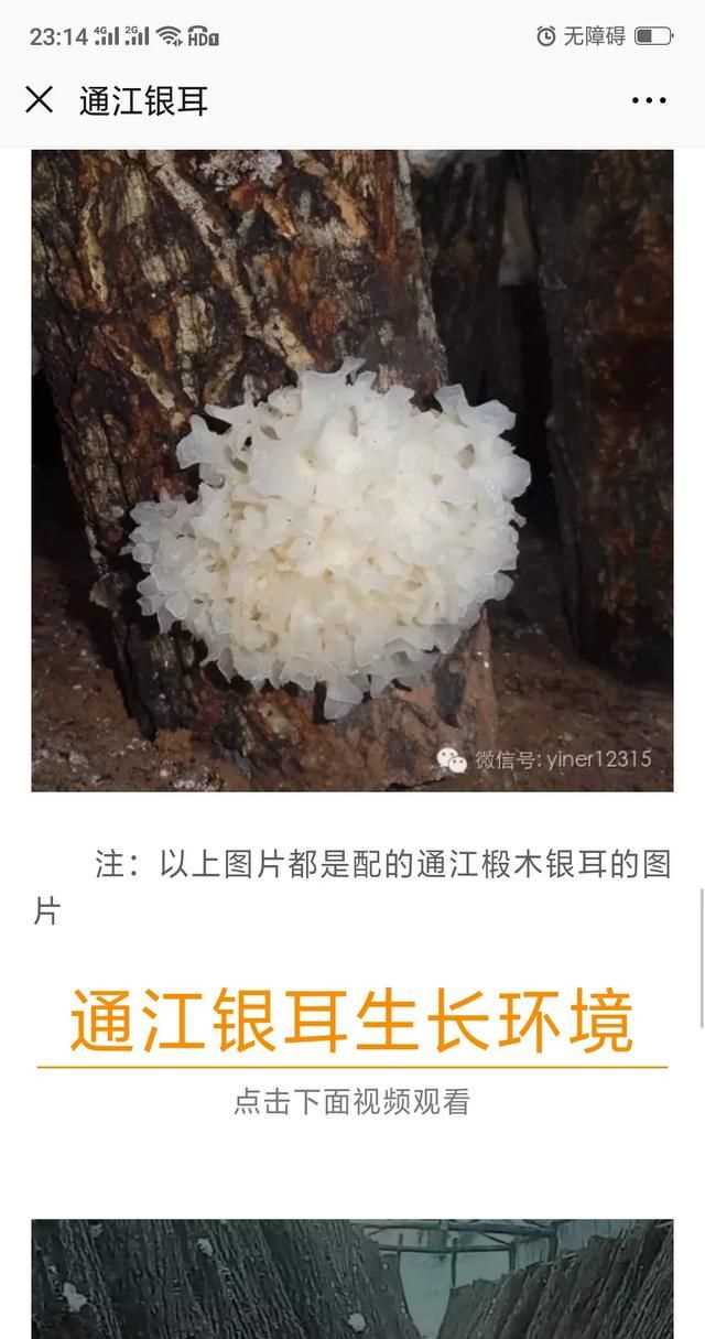 隔夜的白木耳能吃嗎，煮好的白木耳和蓮子放冰箱過夜能吃嗎？圖8
