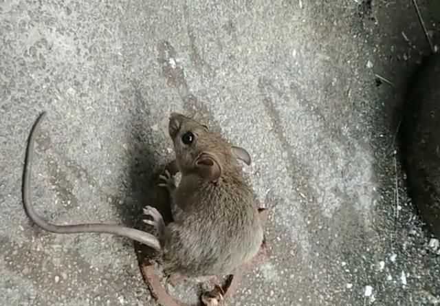 老鼠能吃嗎