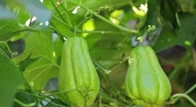 佛手瓜的生長環(huán)境和特點