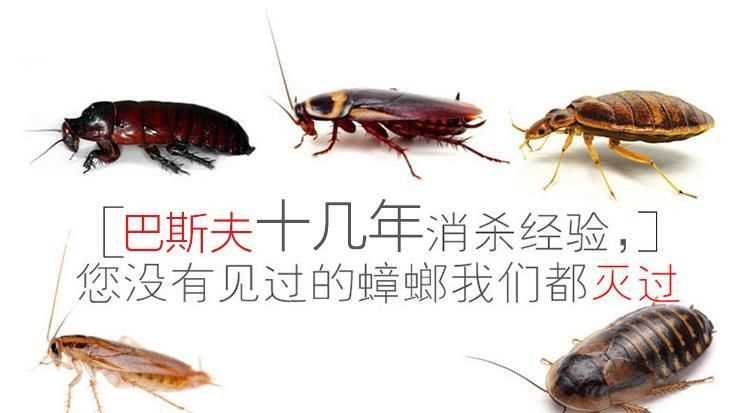家庭自己消殺蟑螂，最有效的方法是什么！