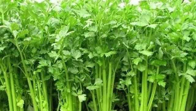 芹菜屬于什么類(lèi)蔬菜，芹菜是我們常吃的一種蔬菜，都有哪些種類(lèi)？如何種植才能高產(chǎn)？圖1