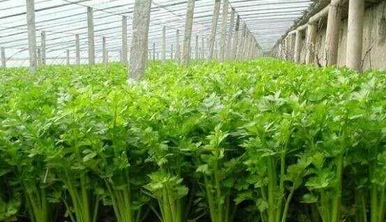 芹菜屬于什么類(lèi)蔬菜，芹菜是我們常吃的一種蔬菜，都有哪些種類(lèi)？如何種植才能高產(chǎn)？圖2
