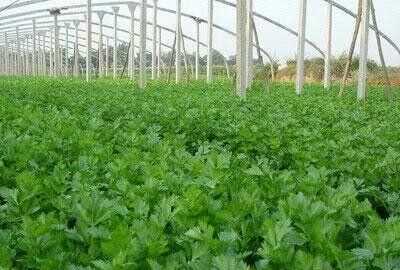 芹菜屬于什么類(lèi)蔬菜，芹菜是我們常吃的一種蔬菜，都有哪些種類(lèi)？如何種植才能高產(chǎn)？圖6