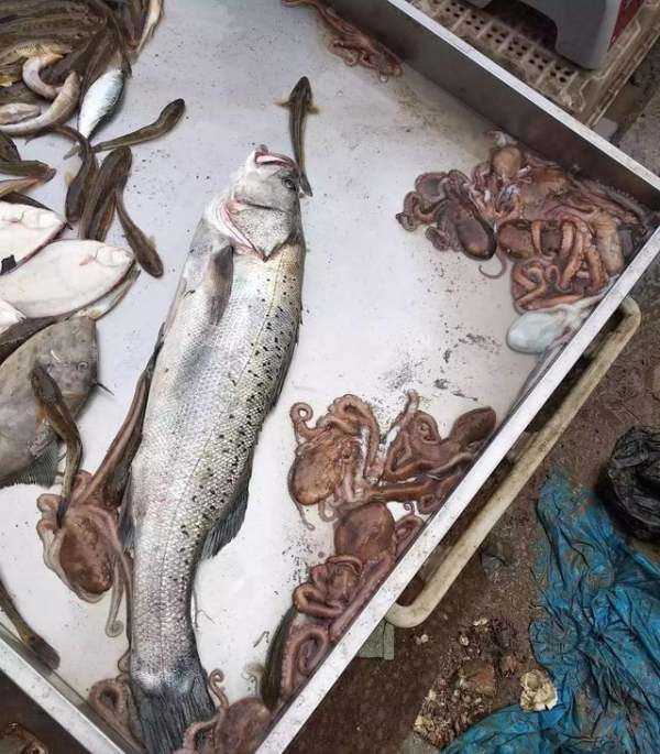 海鮮爆頭是什么東西,海邊有些漁民吃八爪魚動不動就是爆頭的圖1