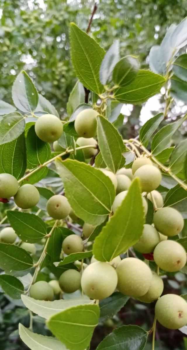 文化產(chǎn)品有哪些，黎族文化產(chǎn)品有哪些？圖8