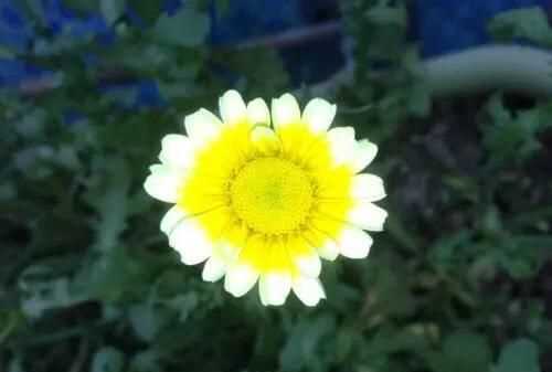 茼蒿開花了還能吃嗎，茼蒿開花了還能掐著吃嗎？圖3