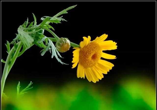 茼蒿開花了還能吃嗎，茼蒿開花了還能掐著吃嗎？圖5