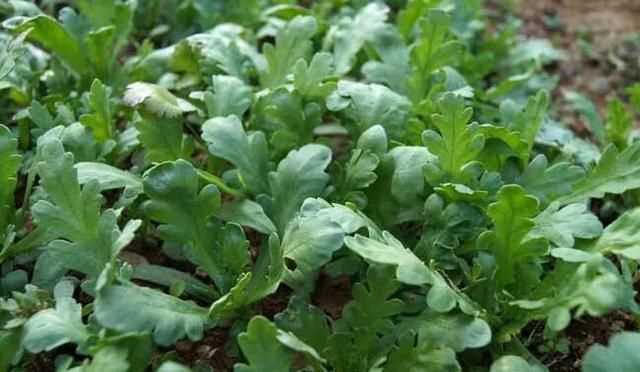 茼蒿開花了還能吃嗎，茼蒿開花了還能掐著吃嗎？圖6
