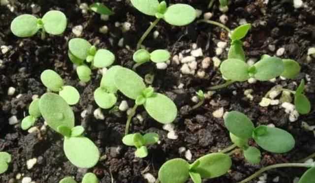茼蒿開花了還能吃嗎，茼蒿開花了還能掐著吃嗎？圖7