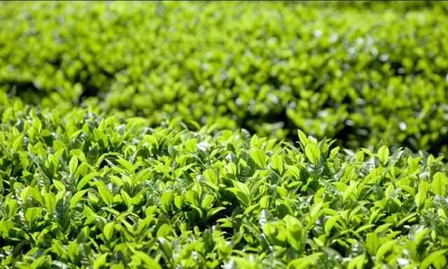 秋茶是什么意思，秋茶什么意思？圖4