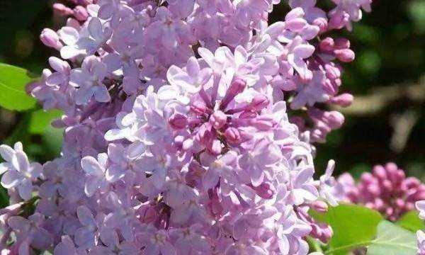 丁香花什么顏色,丁香花是什么顏色圖3