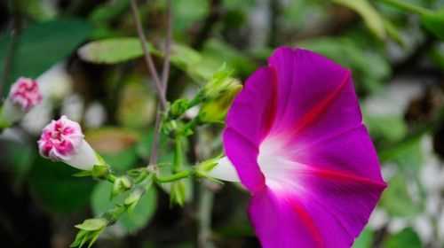 牽牛花的花語(yǔ)，他的又名和又名的含義
