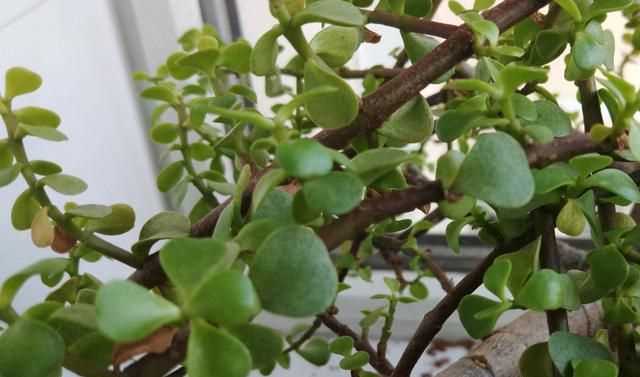 金枝玉葉花的養殖方法和注意事項，金枝玉葉養殖方法與注意事項？圖3