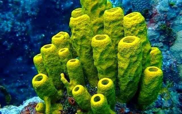 大陸架是海洋中的最富饒的海區不僅富含海洋什么資源不蘊藏著(zhù)豐富的什么資源