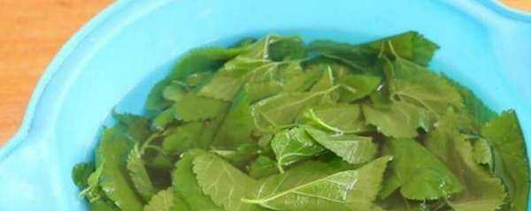 桑樹(shù)葉怎樣處理泡水喝,“山參熱補桑樹(shù)葉清補”怎樣正確食用桑葉圖9