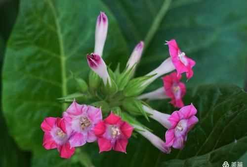 “下午三點(diǎn)，萬(wàn)壽菊欣然怒放;傍晚六點(diǎn)，煙草花在暮色中蘇醒……”仿寫(xiě)句子怎么寫(xiě)
