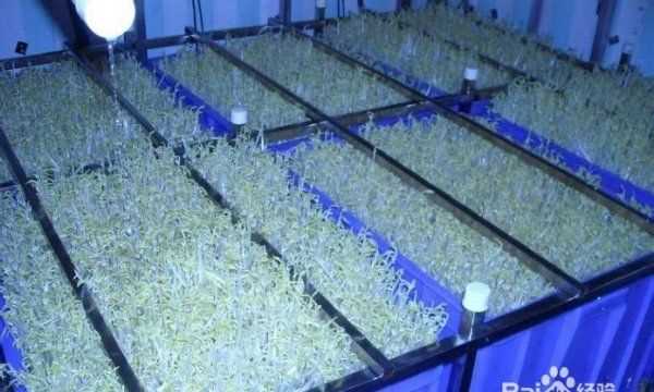 豆芽機怎么使用,豆芽機的使用方法介紹圖1