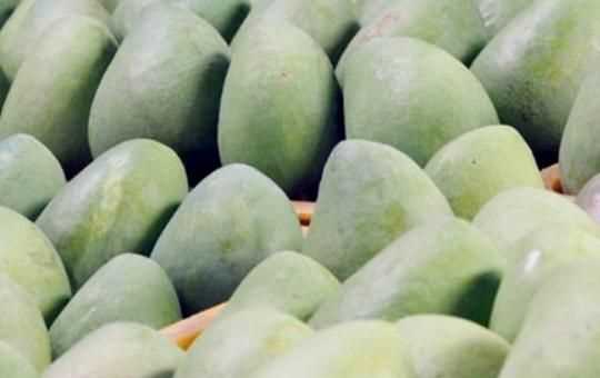怎么判斷青芒熟沒熟，如何判斷大青芒果熟了？圖1
