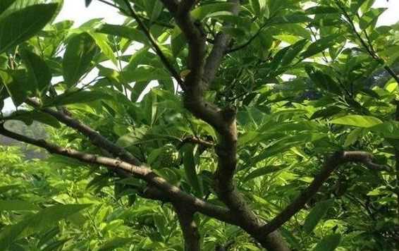 樟木球對人身體有害嗎,放在衣柜里的樟木球有毒圖1