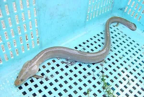 1斤重的鰻魚(yú)可以吃嗎