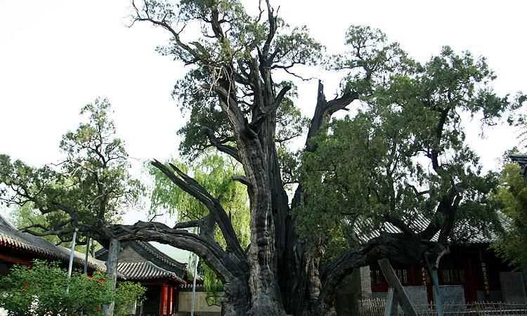 中國(guó)的國(guó)樹(shù)，國(guó)花，國(guó)獸，國(guó)球是什么