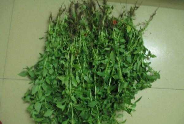 黃瓜荊芥怎么調(diào),完美的黃瓜變蛋拌荊芥怎么做好吃又簡單圖3