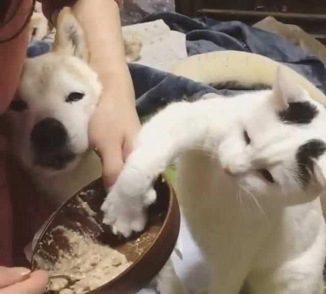 梭子蟹和桃子能一起吃嗎，貓不能吃的食物有哪些？圖4