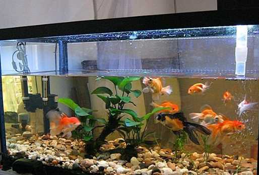 底砂里的糞便怎么清理,魚(yú)缸內(nèi)沉積在沙石內(nèi)的糞便有什么方法清理圖1