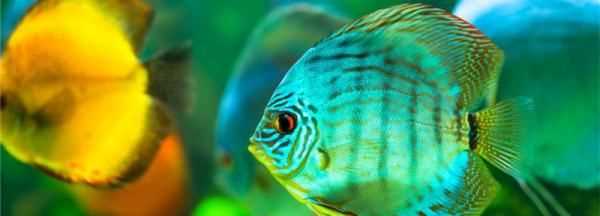 底砂里的糞便怎么清理,魚(yú)缸內(nèi)沉積在沙石內(nèi)的糞便有什么方法清理圖2