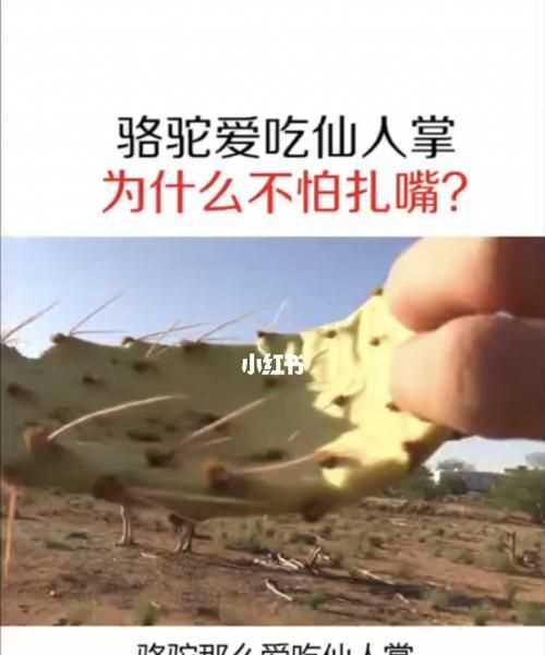 吃仙人掌不覺(jué)得扎嘴的是哪種動(dòng)物