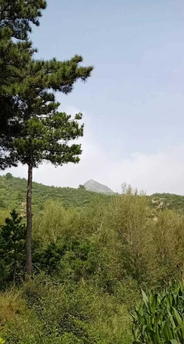 松茸生長在什么地方，北松茸生長在什么地方？圖10