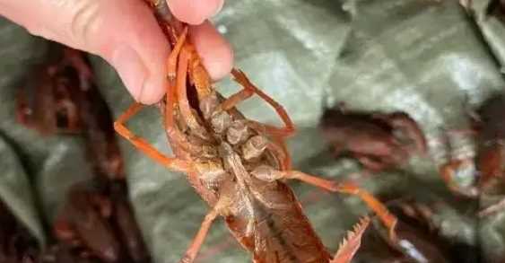 小龍蝦煮出來肉散了是什么原因,為什么做的小龍蝦肉散了圖6