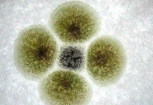 橘子上的霉斑屬于生物，判斷的依據是什么