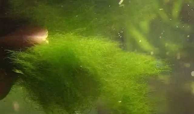 水里長青苔怎么處理