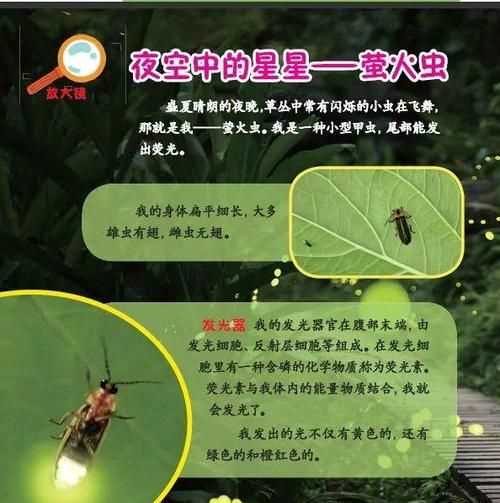螢火蟲的習(xí)性閱讀感悟
