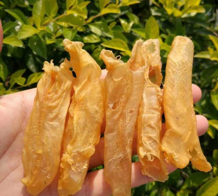 魚(yú)膠是什么魚(yú)的魚(yú)鰾