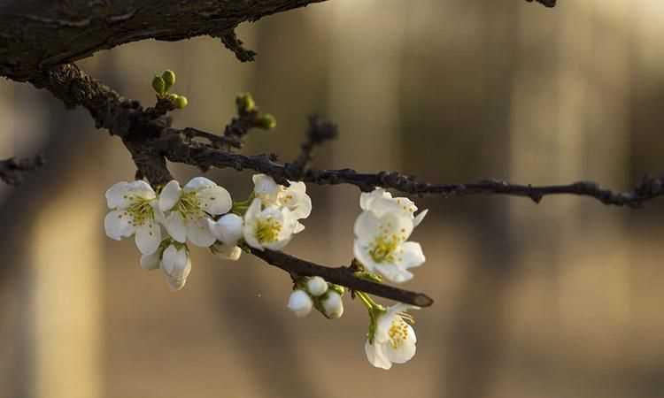忽如一夜春風(fēng)來(lái)的下一句是什么古詩(shī)