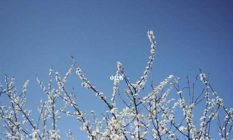 忽如一夜春風(fēng)來(lái)的下一句