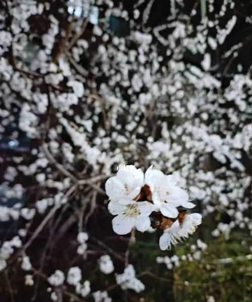 忽如一夜春風(fēng)來(lái)下一句是什么