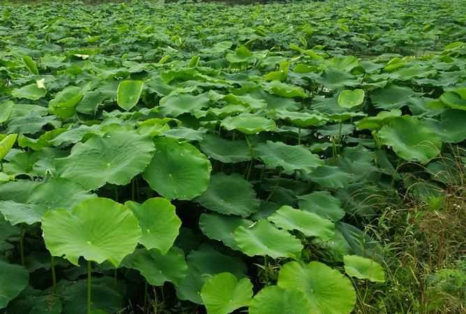 自己采的荷葉能喝嗎