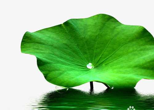 荷葉怎么制作荷葉茶