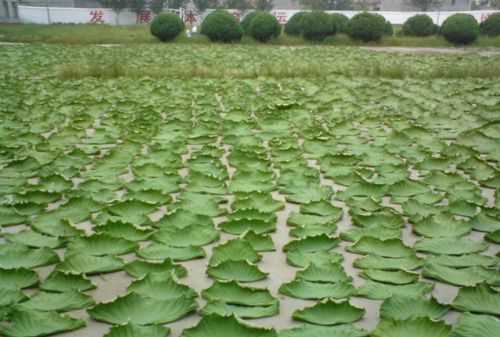 自己采的荷葉能喝嗎