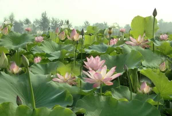 荷葉怎么挑選,自己采的荷葉能喝嗎圖4