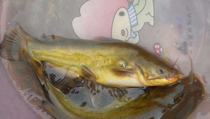 研究黃顙魚的意義和價(jià)值