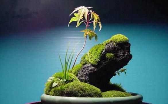 水泥地上的青苔怎么永久清除，水泥地上的青苔怎么消除？圖1