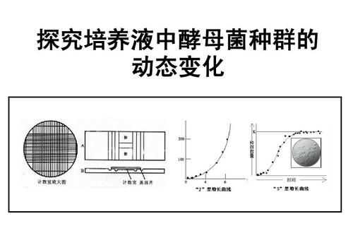 酵母菌發(fā)酵的過(guò)程是否需要淀粉